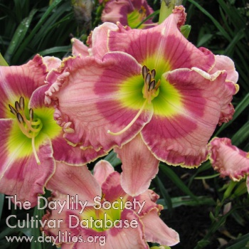 Daylily Heart Wishes